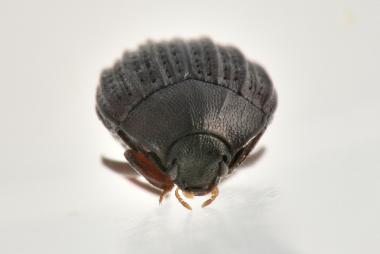 Histeridae: Onthophilus affinis